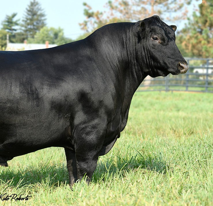 Commercial Livestock