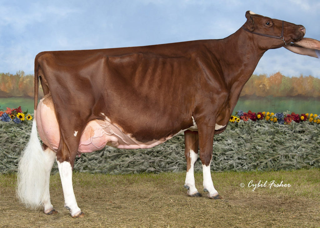 The “Apple” Cow