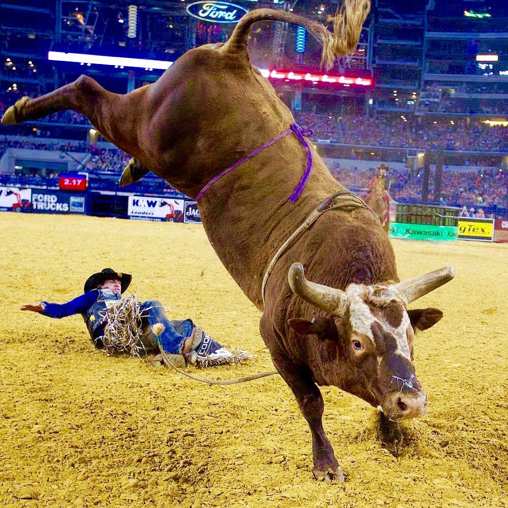 Bushwacker