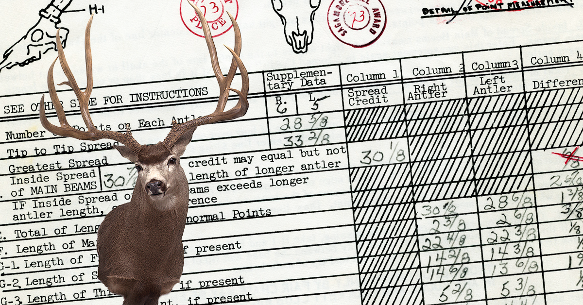 World Record Typical Mule Deer